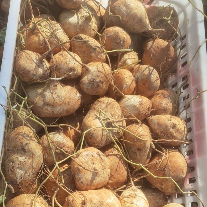 大凉山冕宁地瓜(凉薯)