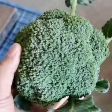 周口扶沟耐寒炎秀西兰花大花小花西兰花大量上市可代发全国