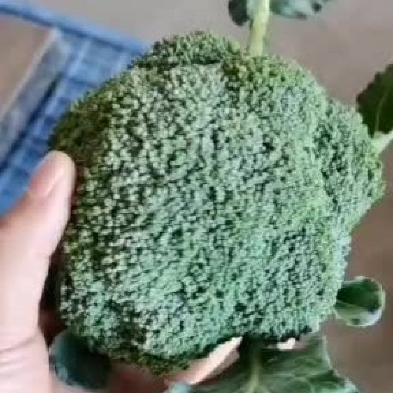 周口扶沟耐寒炎秀西兰花大花小花西兰花大量上市可代发全国