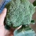 周口扶沟耐寒炎秀西兰花大花小花西兰花大量上市可代发全国