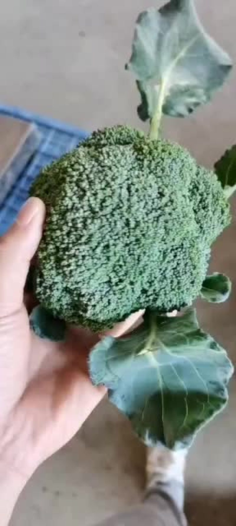 周口扶沟耐寒炎秀西兰花大花小花西兰花大量上市可代发全国