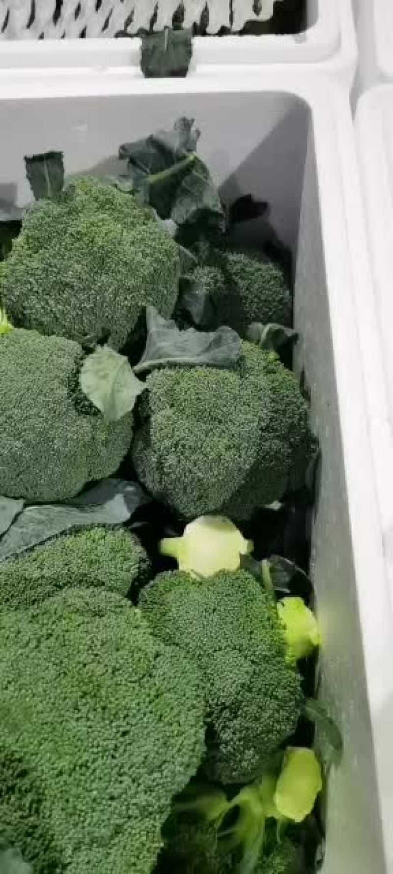 周口扶沟耐寒炎秀西兰花大花小花西兰花大量上市可代发全国