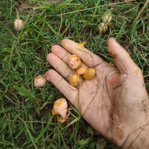 银杏果，白果，当年新货大量供应，