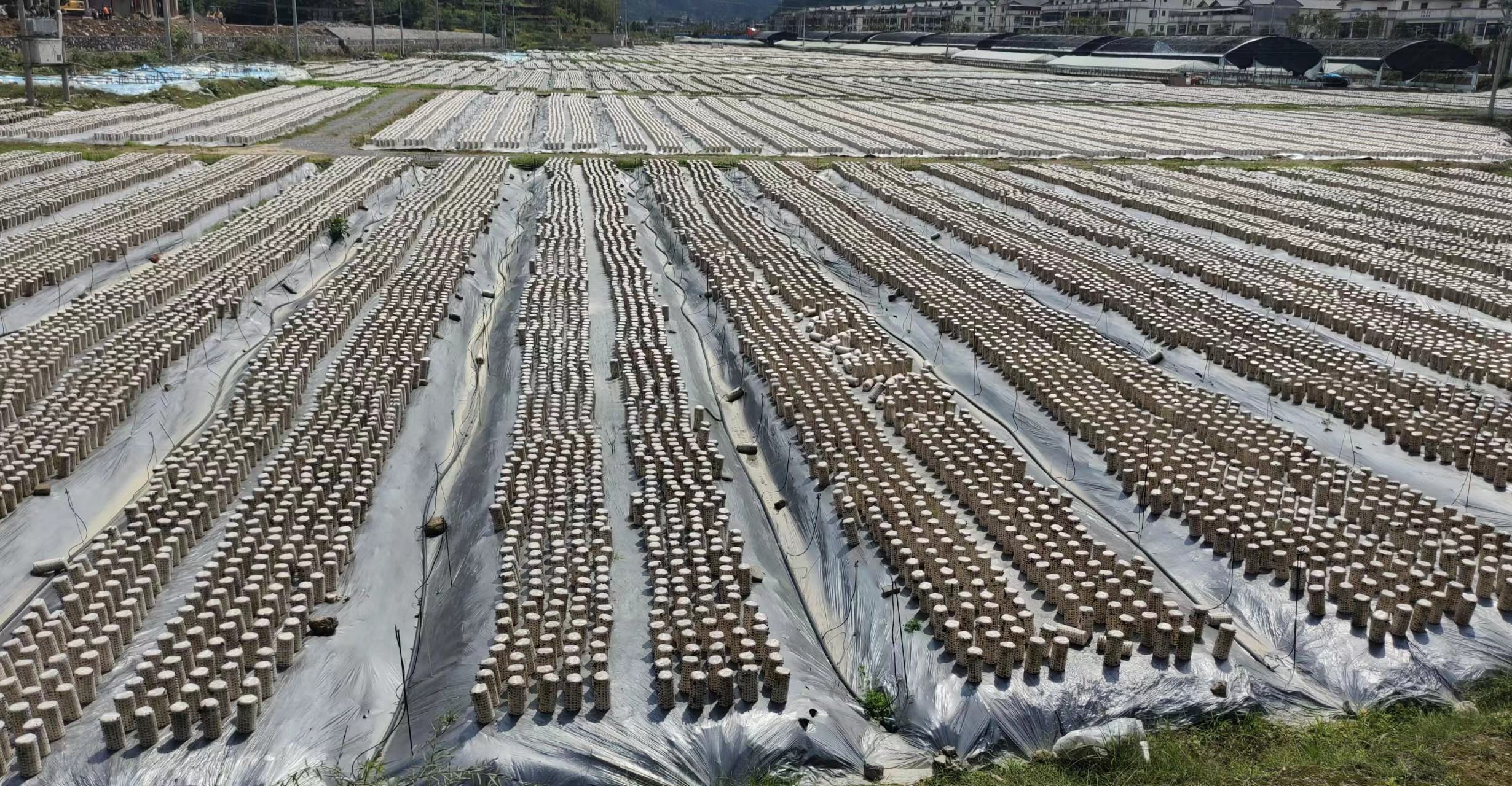 清晨阳光透过树林洒落在整齐排列的耳巴菌棒上,菌棒斜插于地面,每根菌棒上长满湿润饱满的耳巴鲜耳,地面覆盖松软腐殖土,周围植被茂密,展现生态化林下栽培实景 耳巴林下种植场景