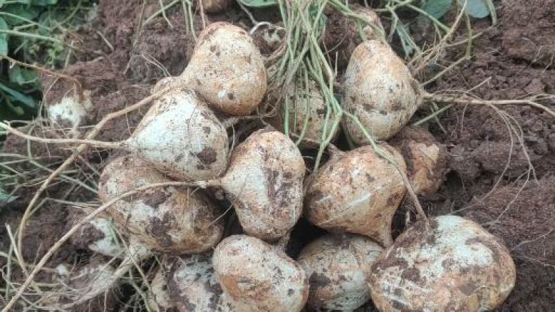 大凉山冕宁地瓜(凉薯)