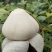 大凉山冕宁地瓜(凉薯)