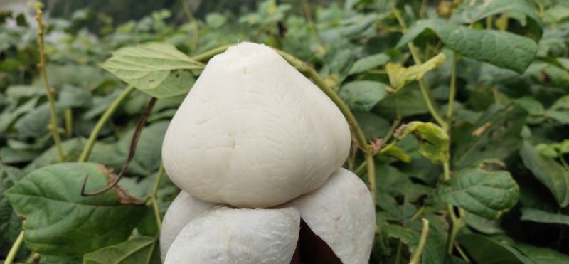 大凉山冕宁地瓜(凉薯)
