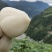 大凉山冕宁地瓜(凉薯)