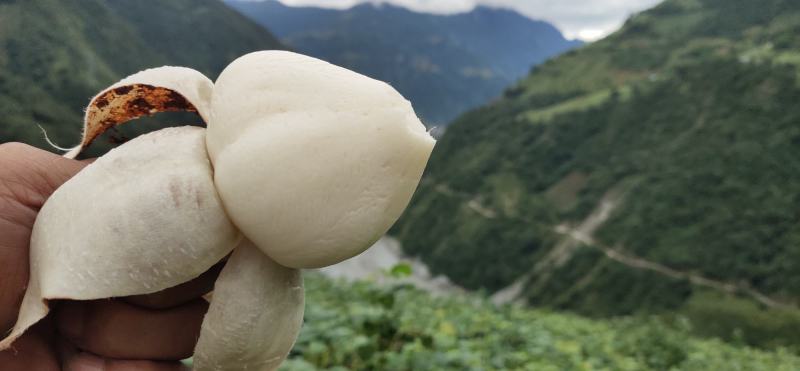 大凉山冕宁地瓜(凉薯)