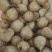 大凉山冕宁地瓜(凉薯)