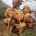 大凉山冕宁地瓜(凉薯)