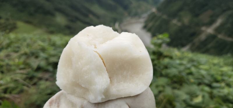 大凉山冕宁地瓜(凉薯)
