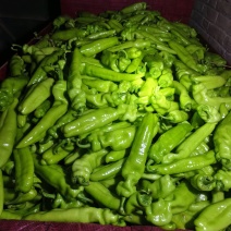 尖椒圆椒茄子豆角