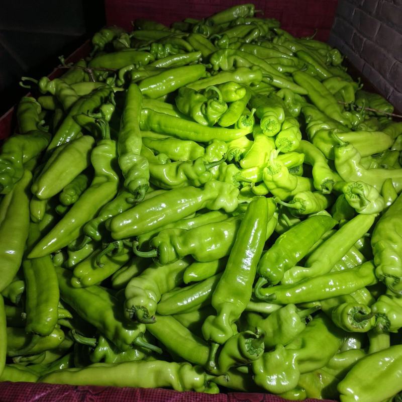 尖椒圆椒茄子豆角