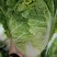 【实力供货】黄心白菜杠菜腌菜现货现发保质保量可对接商超