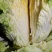 【实力供货】黄心白菜杠菜腌菜现货现发保质保量可对接商超