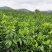爱媛38号果冻橙苗现货