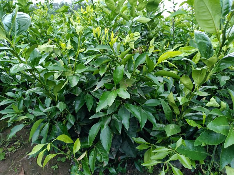 爱媛38号果冻橙苗现货