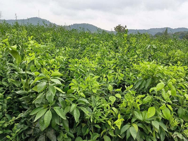 爱媛38号果冻橙苗现货