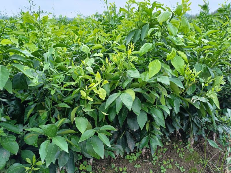 爱媛38号果冻橙苗现货