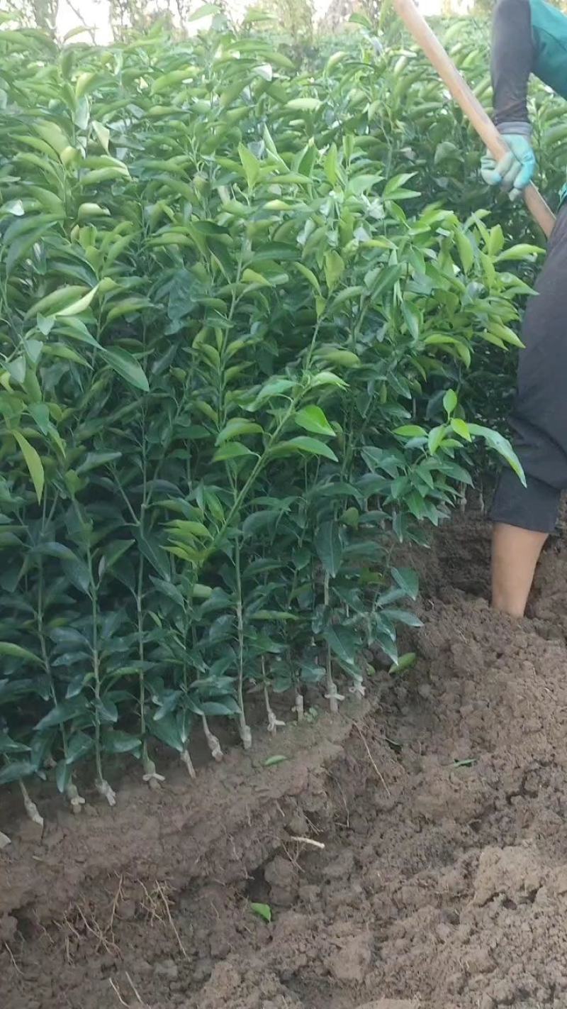大叶大果有籽沃柑苗*香橙头有籽沃柑苗*沃柑苗