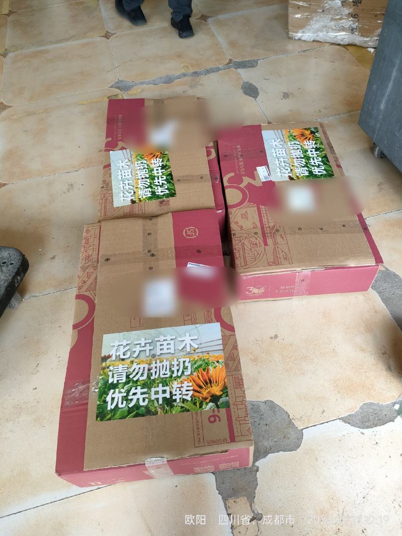 新品爱媛46号阿蜜达早熟柑橘苗*早熟耙耙柑杂柑苗