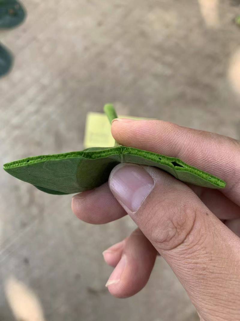 珍浩三号趴地菠菜种子普威大圆叶黑亮短柄厚叶抗霜霉病菠菜种