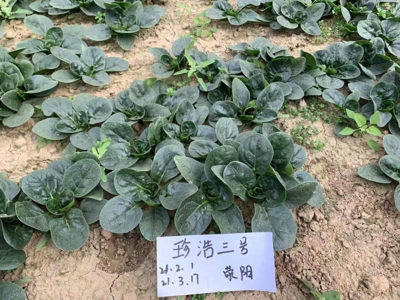 珍浩三号趴地菠菜种子普威大圆叶黑亮短柄厚叶抗霜霉病菠菜种