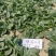 珍浩三号趴地菠菜种子普威大圆叶黑亮短柄厚叶抗霜霉病菠菜种