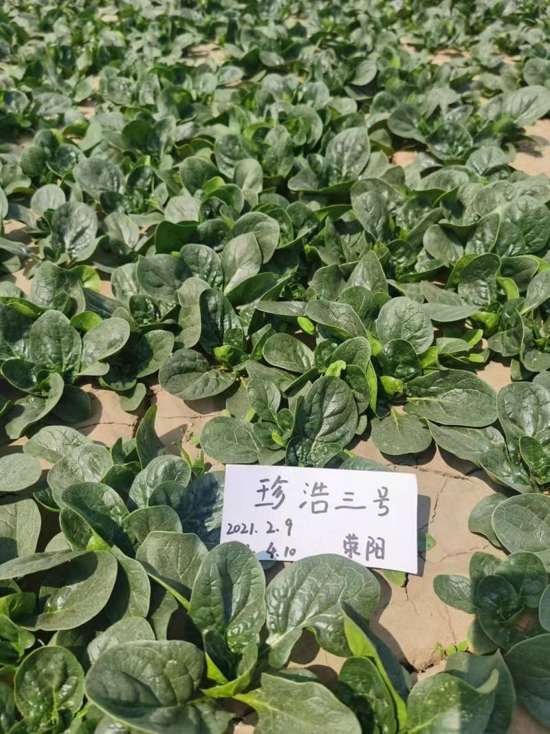 珍浩三号趴地菠菜种子普威大圆叶黑亮短柄厚叶抗霜霉病菠菜种