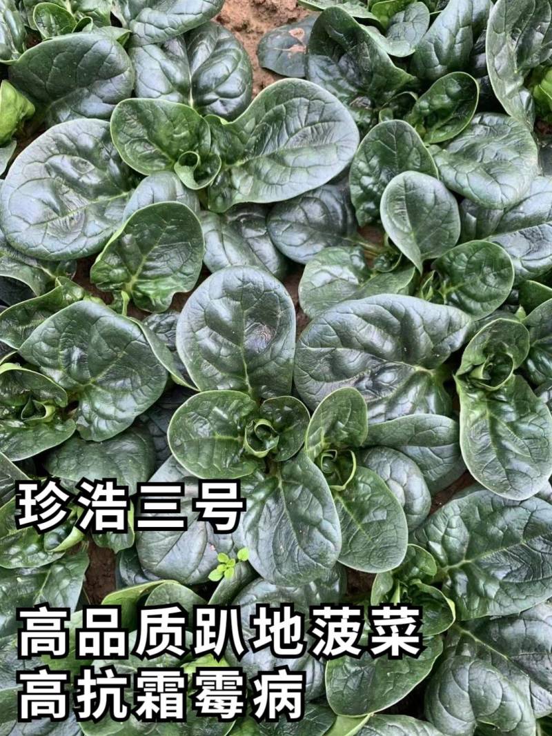 珍浩三号趴地菠菜种子普威大圆叶黑亮短柄厚叶抗霜霉病菠菜种