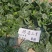 珍浩三号趴地菠菜种子普威大圆叶黑亮短柄厚叶抗霜霉病菠菜种