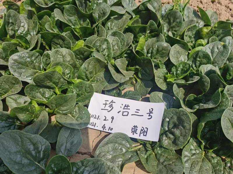 珍浩三号趴地菠菜种子普威大圆叶黑亮短柄厚叶抗霜霉病菠菜种