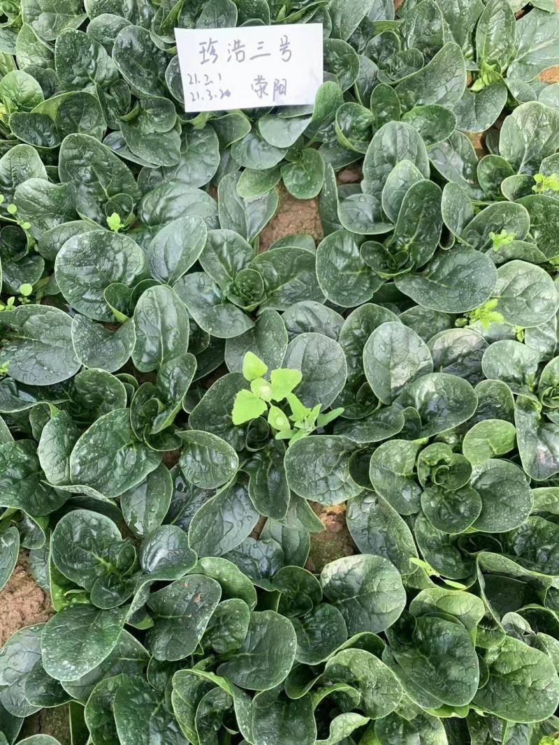 珍浩三号趴地菠菜种子普威大圆叶黑亮短柄厚叶抗霜霉病菠菜种