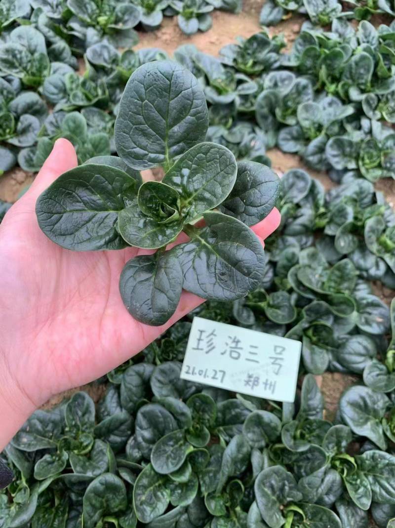 珍浩三号趴地菠菜种子普威大圆叶黑亮短柄厚叶抗霜霉病菠菜种