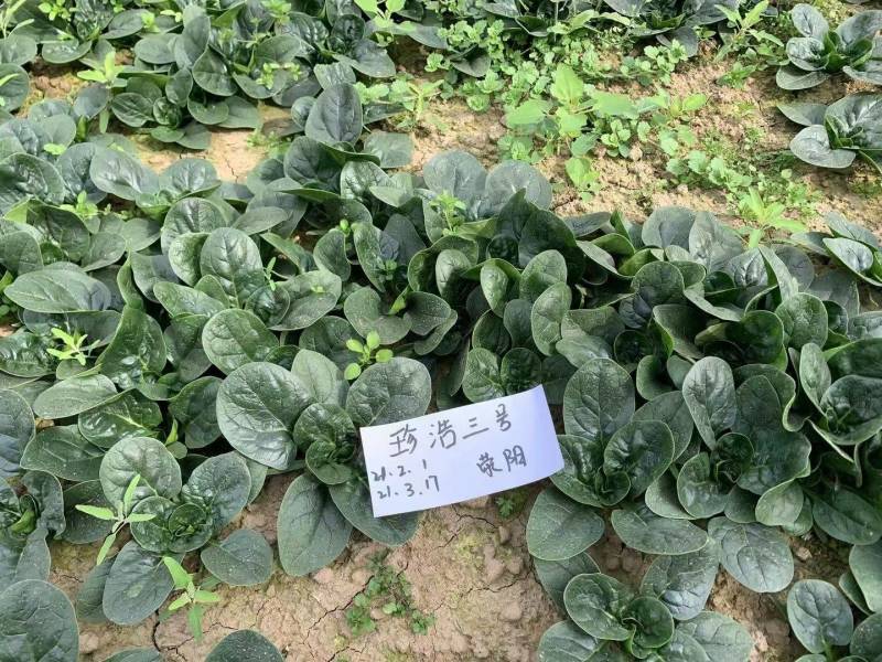 珍浩三号趴地菠菜种子普威大圆叶黑亮短柄厚叶抗霜霉病菠菜种