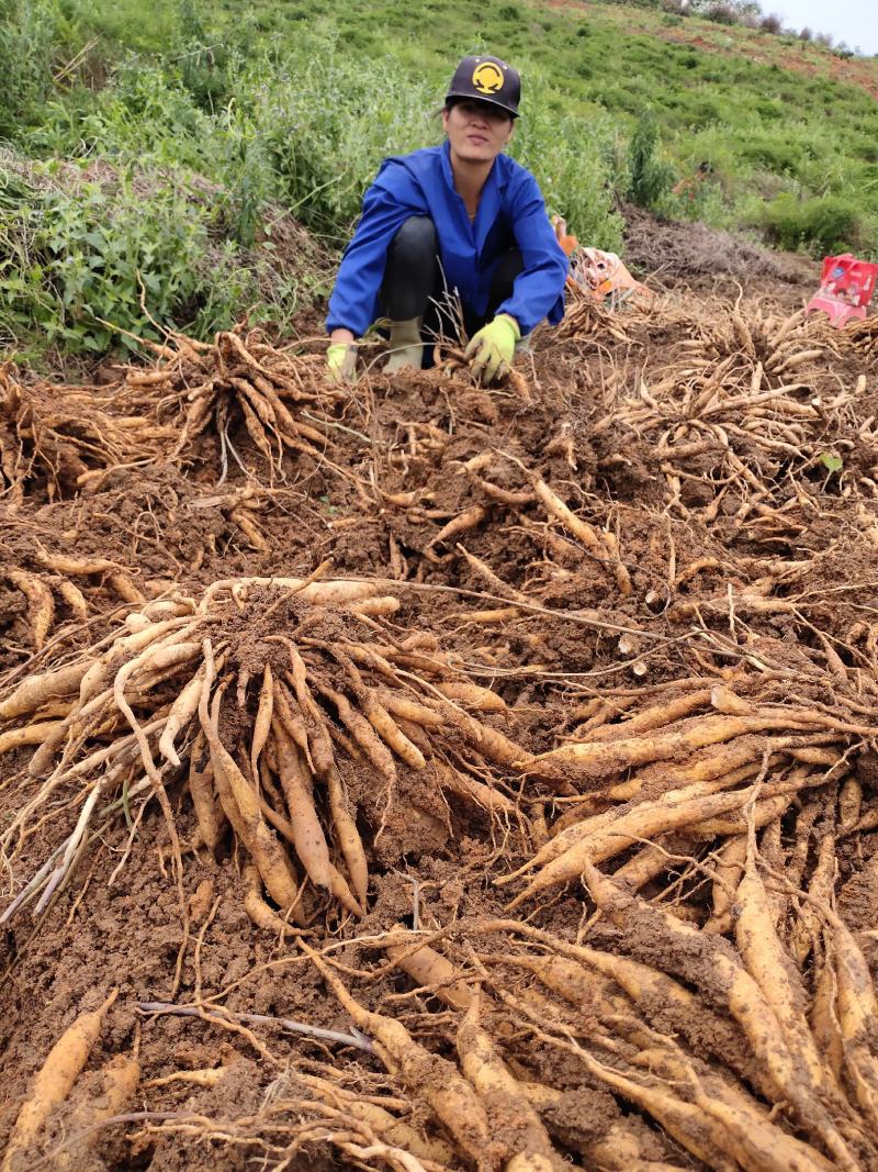 纯正红花百部苗发货地广西灵山武利镇安金村委会