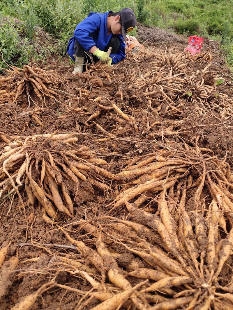 纯正红花百部苗发货地广西灵山武利镇安金村委会