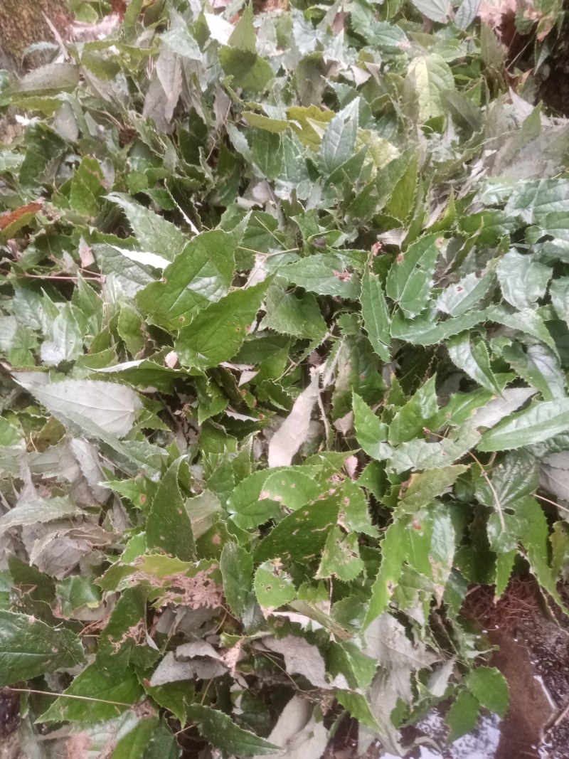 甘肃柔毛淫羊藿种苗老根种苗产地直发高含量25年提前预