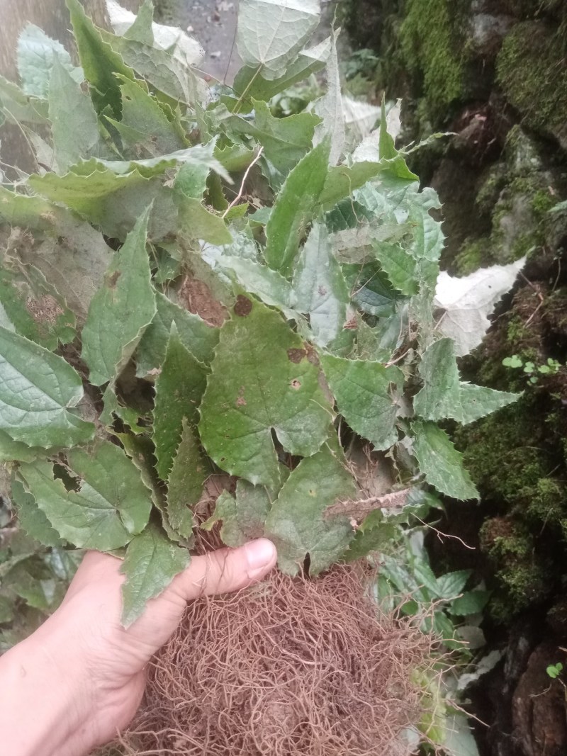 甘肃柔毛淫羊藿种苗老根种苗产地直发高含量25年提前预