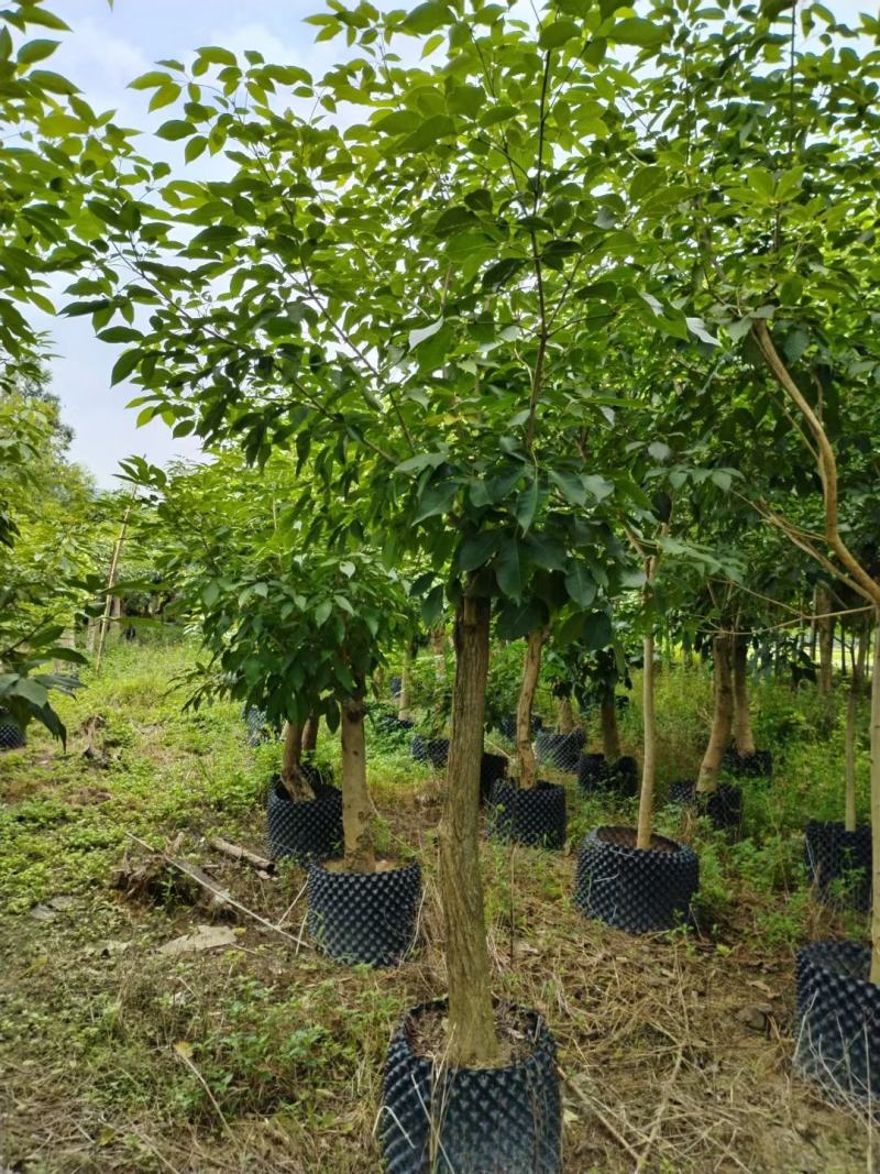 绣球紫花风铃木1-23公分，