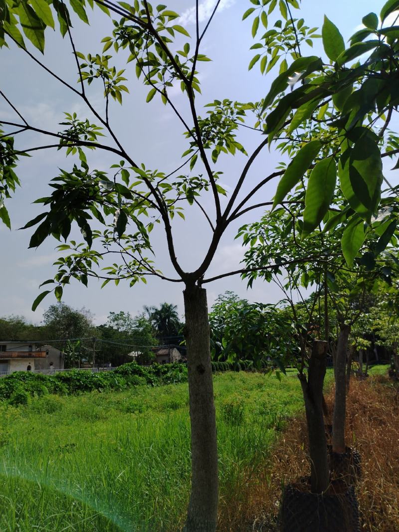 绣球紫花风铃木1-23公分，