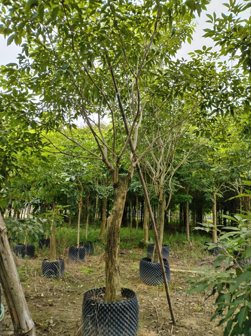绣球紫花风铃木1-23公分，