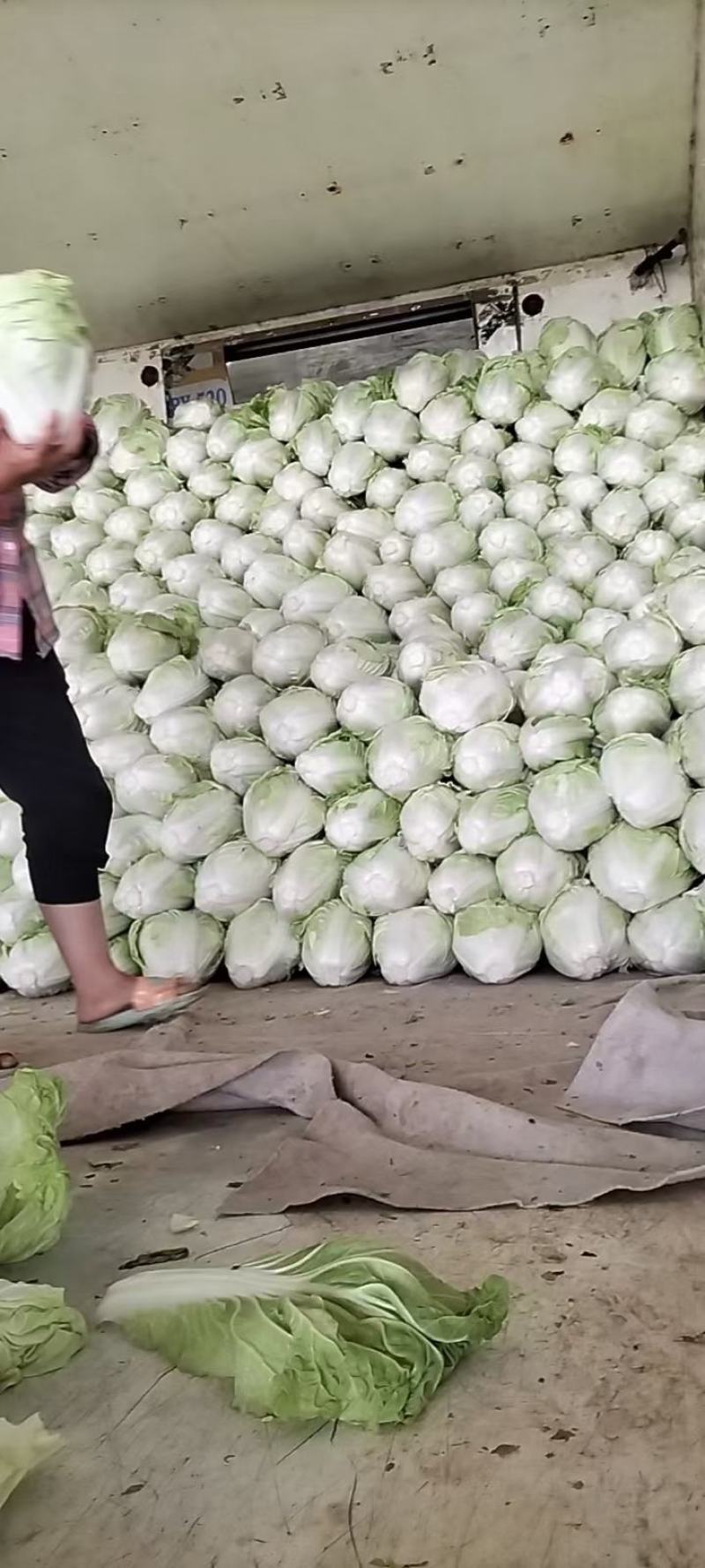 大白菜夏阳白菜`产地直发`对接全国