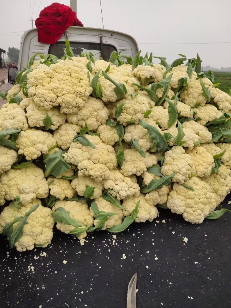 青梗有机花菜,松花菜量大，产地直发，对接全国
