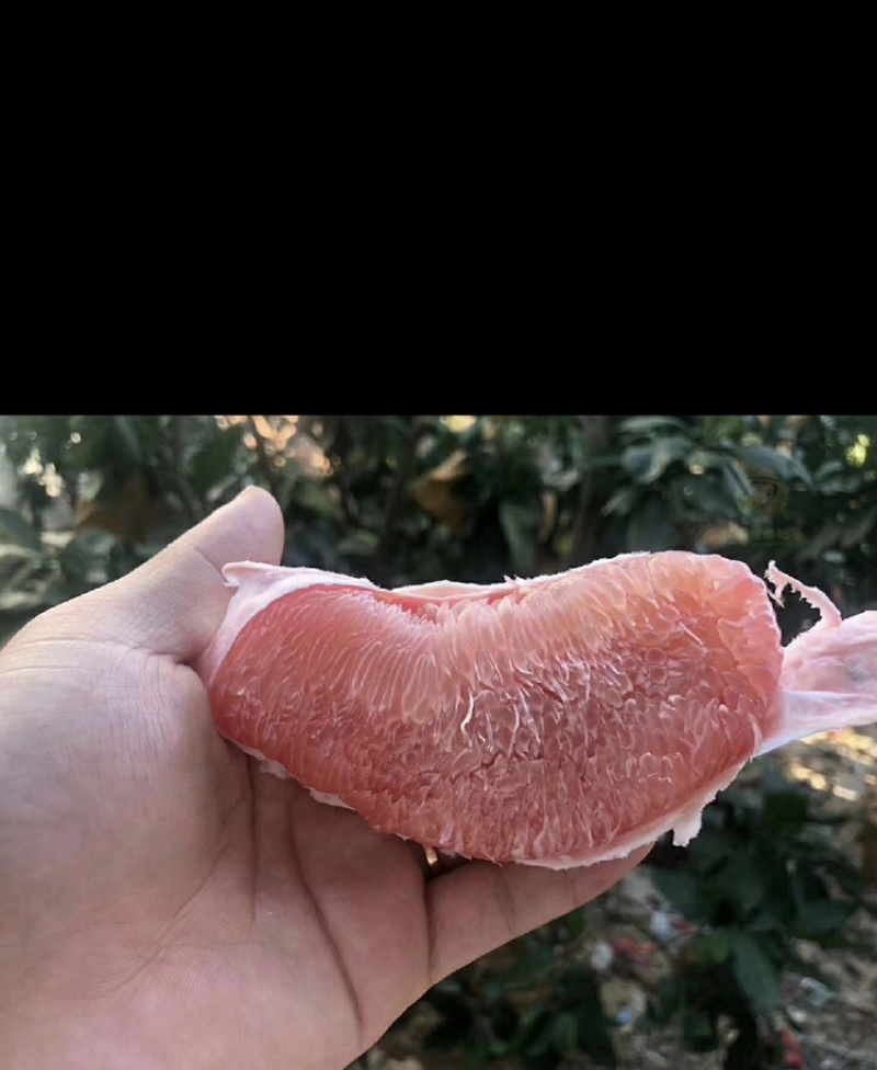 优质红心柚