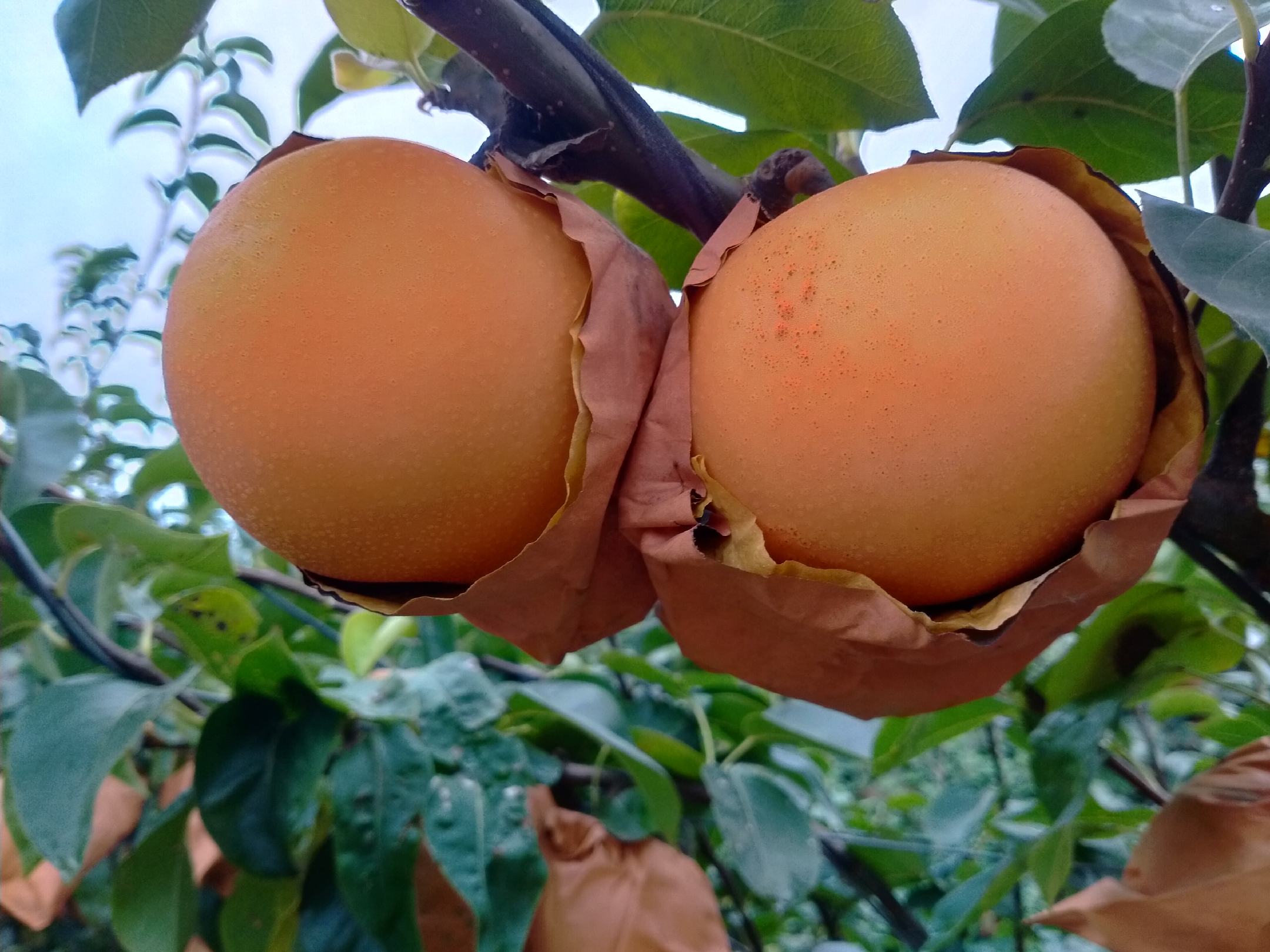 碧梨果实特写图