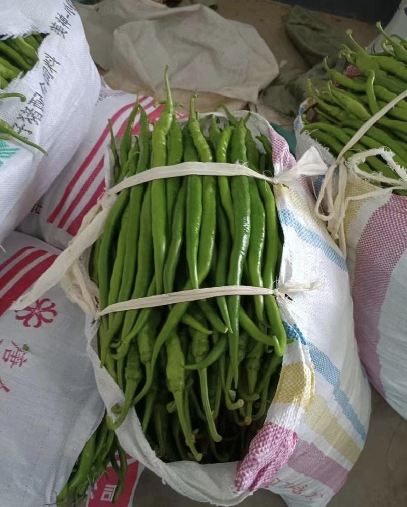 夏邑精品线椒鲜辣椒产地直供货源充足对接全国电商