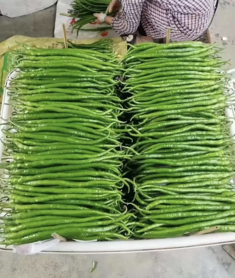夏邑精品线椒鲜辣椒产地直供货源充足对接全国电商