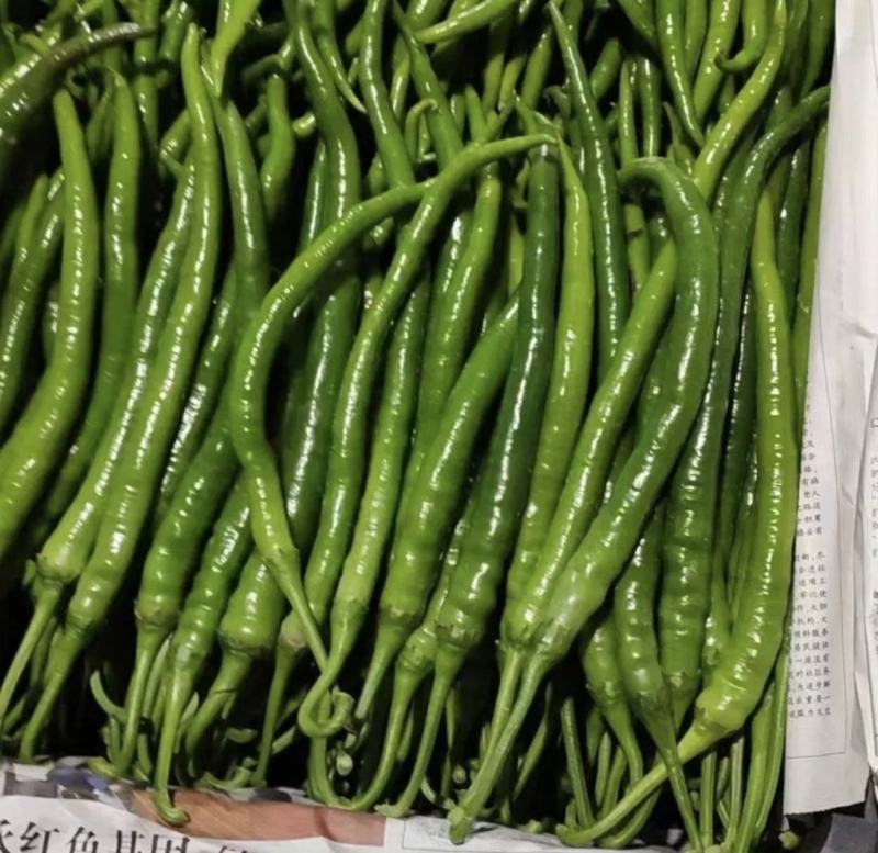 夏邑精品线椒鲜辣椒产地直供货源充足对接全国电商